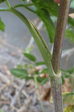 Chaerophyllum byzantinum \ Byzantiner K�lberkropf / Byzantine Chervil, D Duisburg 21.8.2022
