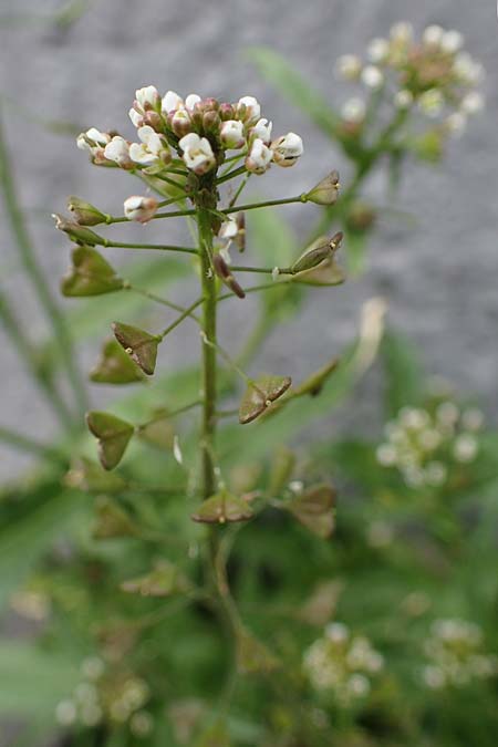 Capsella bursa-pastoris \ Hirtent�schel / Shepherd's Purse, D Bochum 16.4.2023