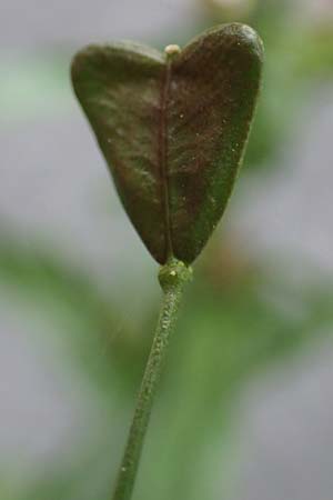 Capsella bursa-pastoris \ Hirtent�schel / Shepherd's Purse, D Bochum 16.4.2023