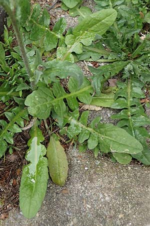 Capsella bursa-pastoris \ Hirtent�schel / Shepherd's Purse, D Bochum 16.4.2023