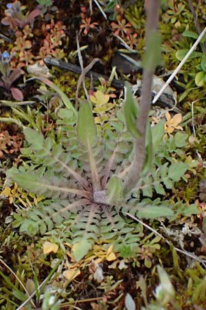 Capsella bursa-pastoris \ Hirtent�schel / Shepherd's Purse, D Mannheim 31.3.2024