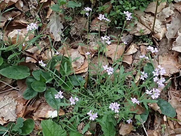 Arabidopsis arenosa subsp. borbasii \ Barbas' Sand-Schaumkresse / Borbas' Sand Rock-Cress, D Eu&szlig;erthal 5.4.2024