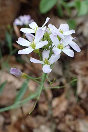 Arabidopsis arenosa subsp. borbasii \ Barbas' Sand-Schaumkresse / Borbas' Sand Rock-Cress, D Eu&szlig;erthal 5.4.2024