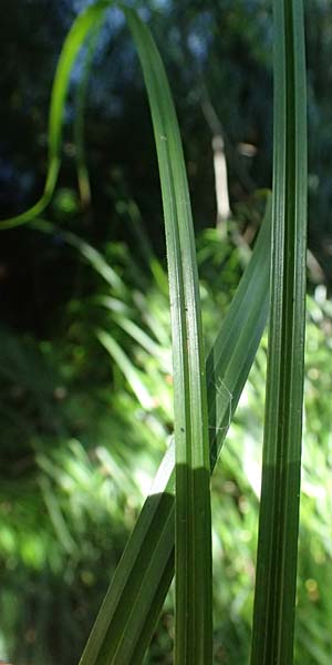 Carex buekii \ Banater Segge, Bueks Segge / Buek's Sedge, D Regen 12.8.2024