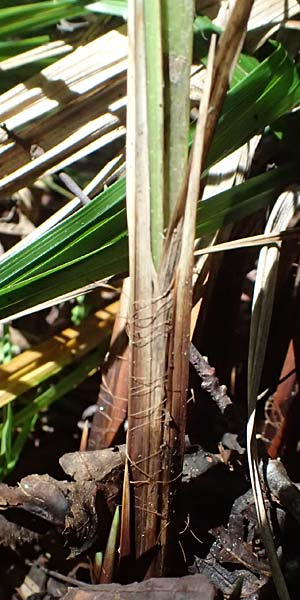 Carex buekii \ Banater Segge, Bueks Segge / Buek's Sedge, D Regen 12.8.2024