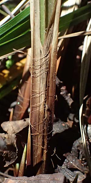 Carex buekii \ Banater Segge, Bueks Segge / Buek's Sedge, D Regen 12.8.2024