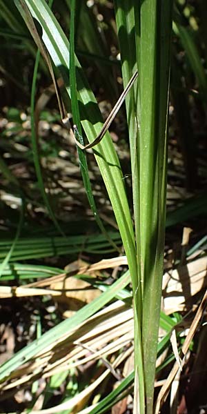 Carex buekii \ Banater Segge, Bueks Segge / Buek's Sedge, D Regen 12.8.2024