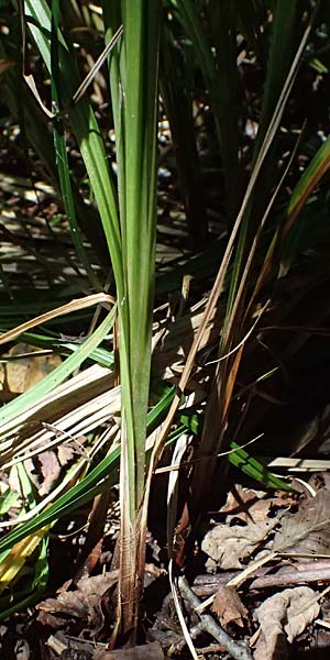 Carex buekii \ Banater Segge, Bueks Segge / Buek's Sedge, D Regen 12.8.2024