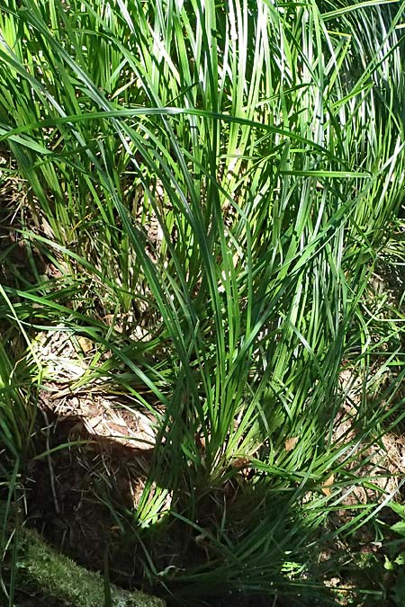 Carex buekii \ Banater Segge, Bueks Segge / Buek's Sedge, D Regen 12.8.2024