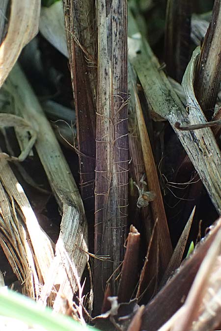 Carex buekii \ Banater Segge, Bueks Segge / Buek's Sedge, D Regen 12.8.2024