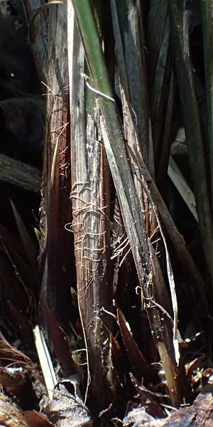 Carex buekii \ Banater Segge, Bueks Segge / Buek's Sedge, D Regen 12.8.2024