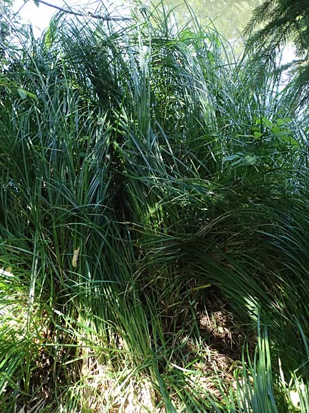 Carex buekii \ Banater Segge, Bueks Segge / Buek's Sedge, D Regen 12.8.2024