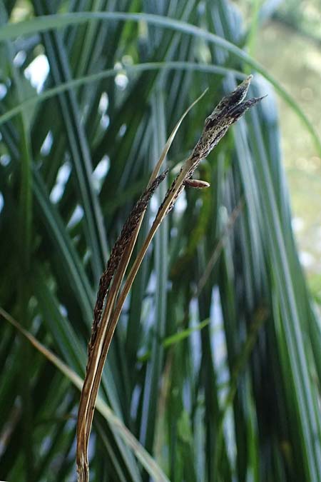 Carex buekii \ Banater Segge, Bueks Segge / Buek's Sedge, D Regen 12.8.2024