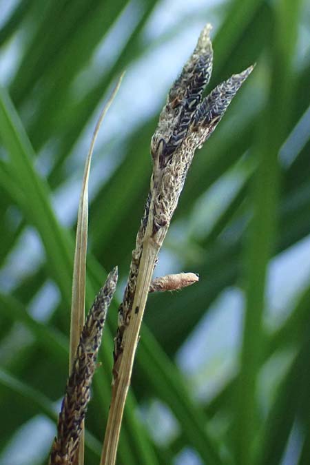 Carex buekii \ Banater Segge, Bueks Segge / Buek's Sedge, D Regen 12.8.2024