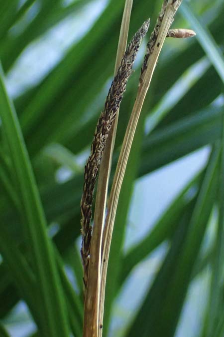 Carex buekii \ Banater Segge, Bueks Segge / Buek's Sedge, D Regen 12.8.2024