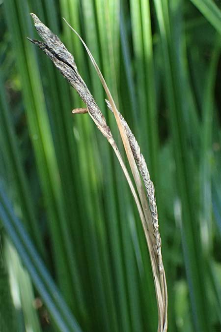 Carex buekii \ Banater Segge, Bueks Segge / Buek's Sedge, D Regen 12.8.2024