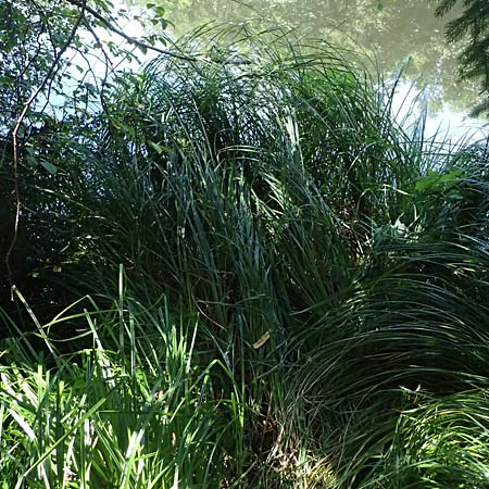 Carex buekii \ Banater Segge, Bueks Segge / Buek's Sedge, D Regen 12.8.2024