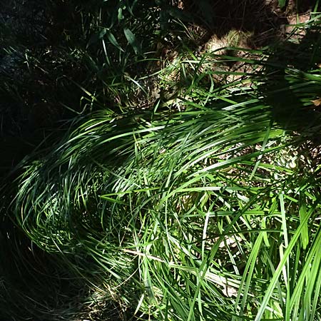Carex buekii \ Banater Segge, Bueks Segge / Buek's Sedge, D Regen 12.8.2024