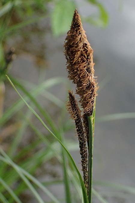 Carex buekii \ Banater Segge, Bueks Segge / Buek's Sedge, D Regen 8.5.2025