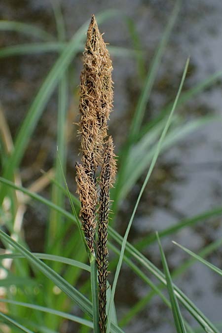 Carex buekii \ Banater Segge, Bueks Segge / Buek's Sedge, D Regen 8.5.2025
