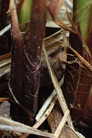 Carex buekii \ Banater Segge, Bueks Segge / Buek's Sedge, D Regen 8.5.2025