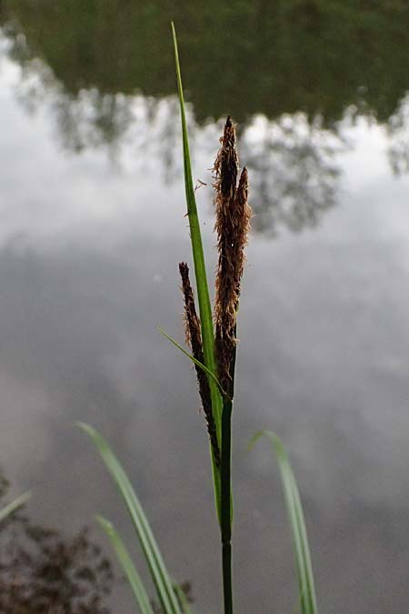 Carex buekii \ Banater Segge, Bueks Segge / Buek's Sedge, D Regen 8.5.2025