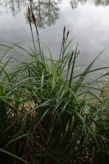 Carex buekii \ Banater Segge, Bueks Segge / Buek's Sedge, D Regen 8.5.2025