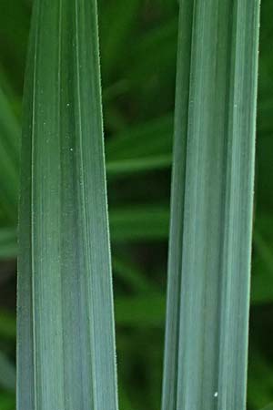 Carex buekii \ Banater Segge, Bueks Segge / Buek's Sedge, D Regen 8.5.2025