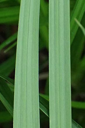 Carex buekii \ Banater Segge, Bueks Segge / Buek's Sedge, D Regen 8.5.2025