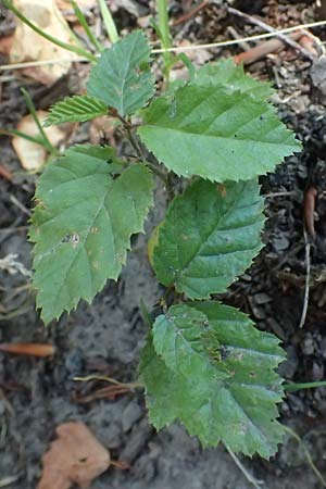 Carpinus betulus \ Hain-Buche, Wei�-Buche / Hornbeam, D Essen 21.6.2025