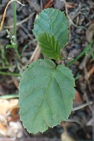 Carpinus betulus \ Hain-Buche, Wei�-Buche / Hornbeam, D Essen 21.6.2025