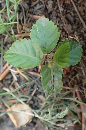 Carpinus betulus \ Hain-Buche, Wei�-Buche / Hornbeam, D Essen 21.6.2025