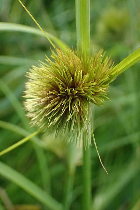Carex bohemica \ B�hmische Segge / Bohemian Sedge, D Bad Wurzach 31.10.2025