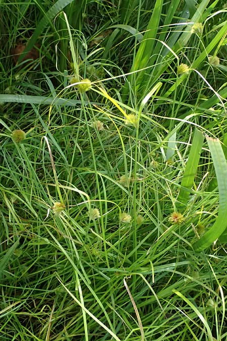 Carex bohemica \ B�hmische Segge / Bohemian Sedge, D Bad Wurzach 31.10.2025