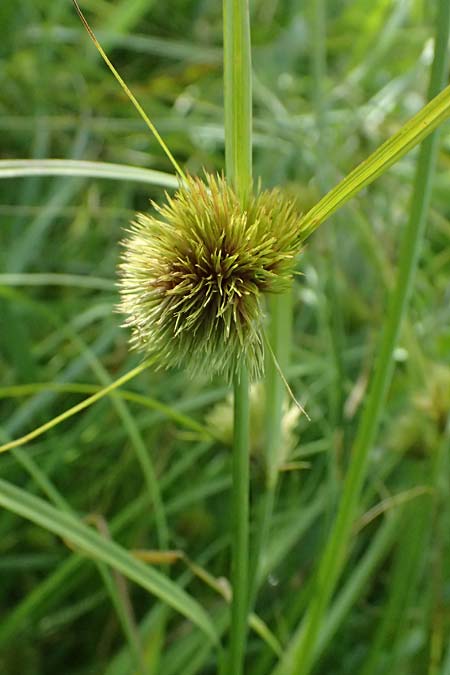 Carex bohemica \ B�hmische Segge / Bohemian Sedge, D Bad Wurzach 31.10.2025
