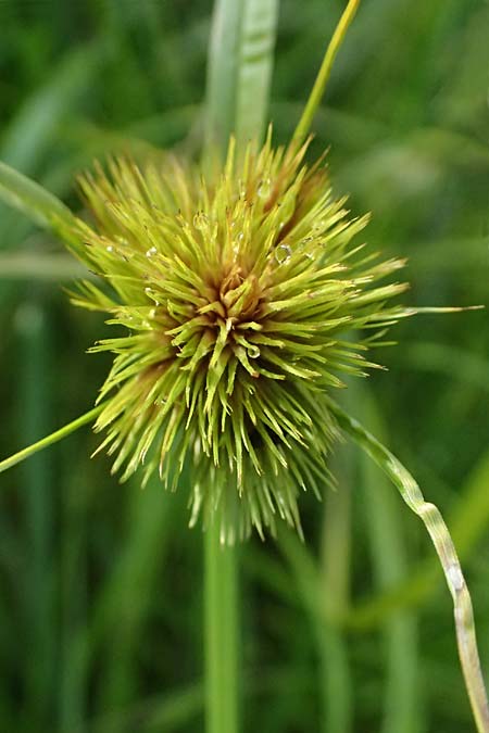 Carex bohemica \ B�hmische Segge / Bohemian Sedge, D Bad Wurzach 31.10.2025