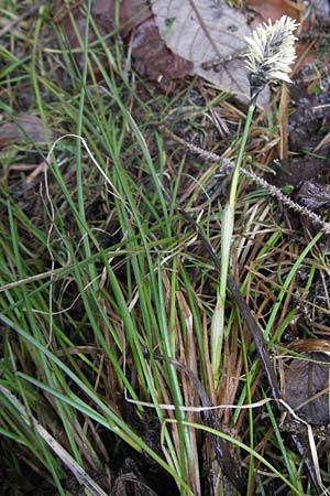 Eriophorum vaginatum \ Scheiden-Wollgras / Hare's-Tail Cotton Grass, D Schwarzwald/Black-Forest, Feldberg 28.4.2007