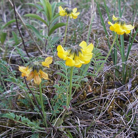 Hippocrepis comosa \ Hufeisenklee / Horseshoe Vetch, D Karlstadt 30.4.2007