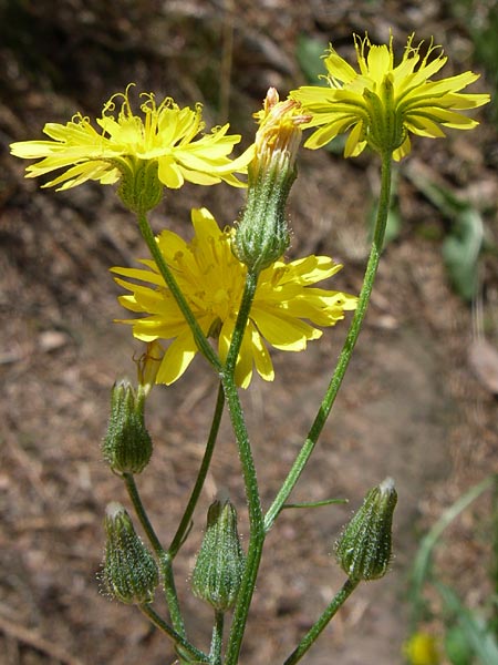 Crepis capillaris \ Kleink�pfiger Pippau, Kleinbl�tiger Pippau / Smooth Hawk's-Beard, D Ramsen Eiswoog 20.7.2008