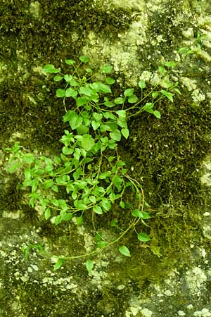 Campanula rotundifolia \ Rundbl�ttrige Glockenblume / Harebell, D Beuron 11.7.2015