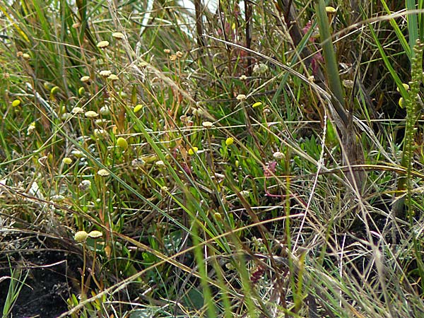 Cotula coronopifolia \ Kr�henfu�bl�ttrige Laugenblume / Common Brassbuttons, D Hohwacht 14.9.2021