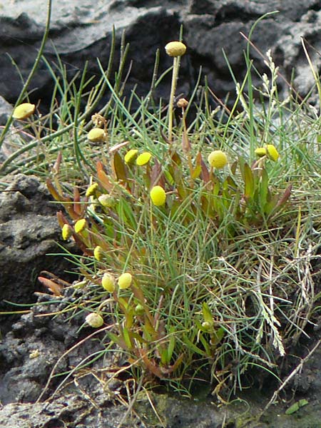 Cotula coronopifolia \ Kr�henfu�bl�ttrige Laugenblume / Common Brassbuttons, D Hohwacht 14.9.2021