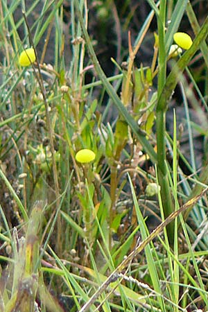 Cotula coronopifolia \ Kr�henfu�bl�ttrige Laugenblume / Common Brassbuttons, D Hohwacht 14.9.2021