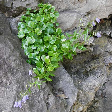 Campanula cochlearifolia \ Kleine Glockenblume / Fairy's Thimble, D Schwenningen (Schw&auml;b. Alb) 26.7.2015