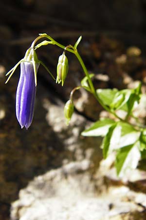 Campanula cochlearifolia \ Kleine Glockenblume / Fairy's Thimble, D Schwenningen (Schw&auml;b. Alb) 26.7.2015