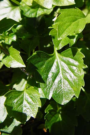 Campanula cochlearifolia \ Kleine Glockenblume / Fairy's Thimble, D Schwenningen (Schw&auml;b. Alb) 26.7.2015