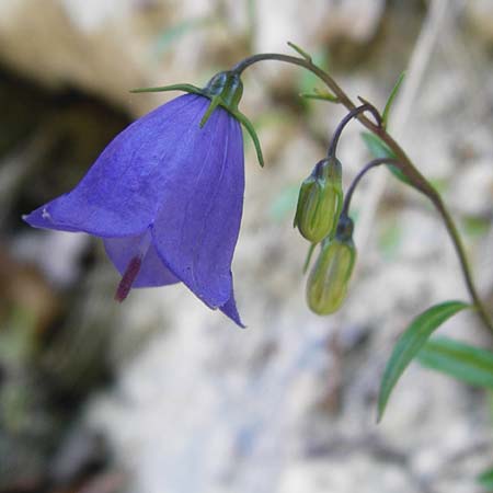 Campanula cochlearifolia \ Kleine Glockenblume / Fairy's Thimble, D Schwenningen (Schw&auml;b. Alb) 26.7.2015