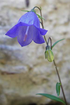 Campanula cochlearifolia \ Kleine Glockenblume / Fairy's Thimble, D Schwenningen (Schw&auml;b. Alb) 26.7.2015