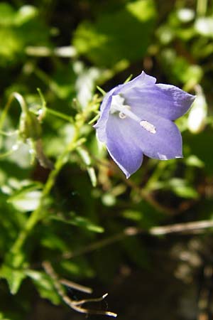 Campanula cochlearifolia \ Kleine Glockenblume / Fairy's Thimble, D Schwenningen (Schw&auml;b. Alb) 26.7.2015