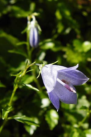 Campanula cochlearifolia \ Kleine Glockenblume / Fairy's Thimble, D Schwenningen (Schw&auml;b. Alb) 26.7.2015